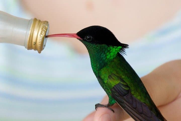 Rocklands Bird Sanctuary Feeding Tour — Montego Bay Hummingbird Experience photo 4