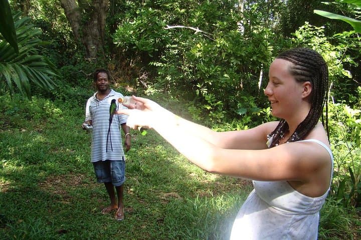 Rocklands Bird Sanctuary Feeding Tour — Montego Bay Hummingbird Experience photo 5