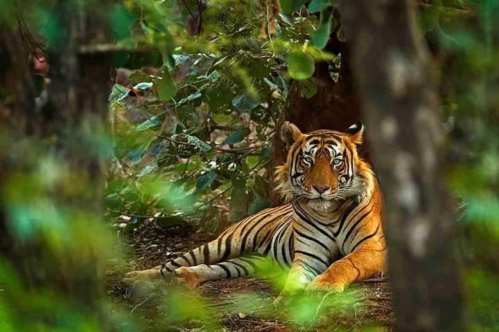 Golden Triangle & Ranthambore: 6-Day Delhi–Agra–Jaipur Safari Circuit photo 2