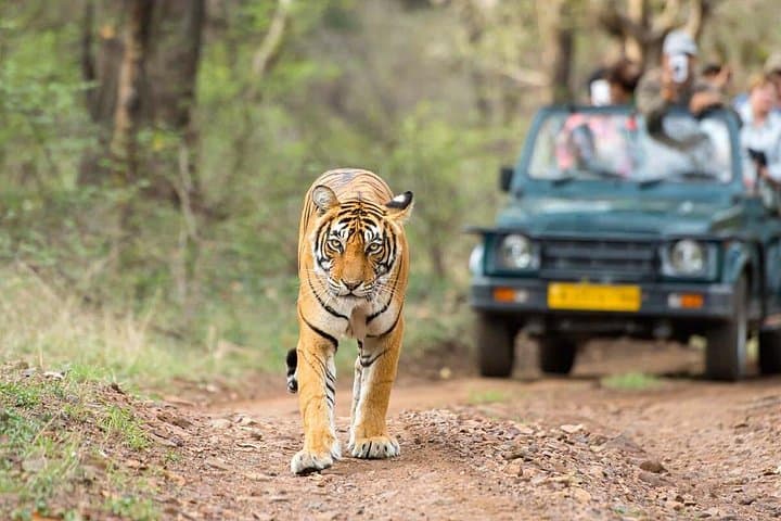 Golden Triangle & Ranthambore: 5-Day Delhi–Agra–Jaipur Tiger Safari Adventure photo 4