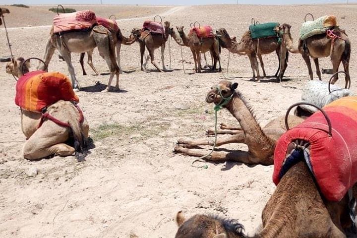 Sunset Camel Ride in Agafay Desert — Marrakech Evening Excursion & Mint Tea