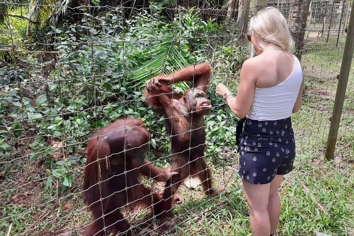 Ipoh Heritage and Orang Utan Island Day Tour from Kuala Lumpur — Day-Trip Guide photo 5