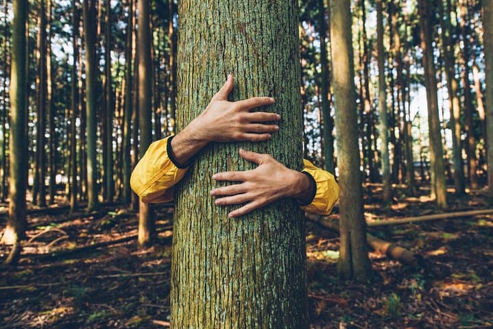 Forest Bathing on Mount Etna: A Volcanic Wellness Weekend