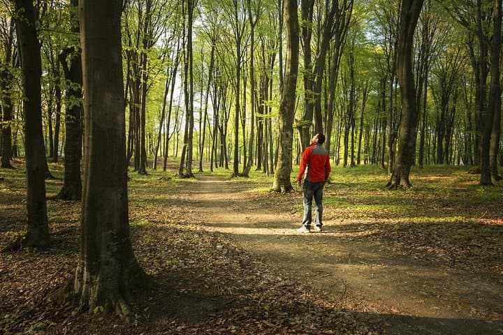 Forest Bathing on Mount Etna: A Volcanic Wellness Weekend photo 5