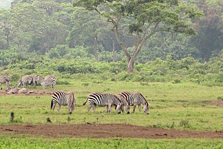 Arusha National Park Game Drive & Walking Safari — Day Tour from Arusha photo 2