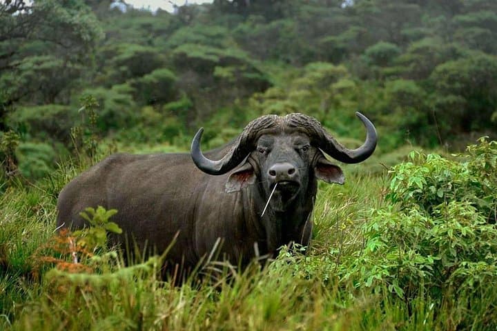 Arusha National Park Game Drive & Walking Safari — Day Tour from Arusha photo 4