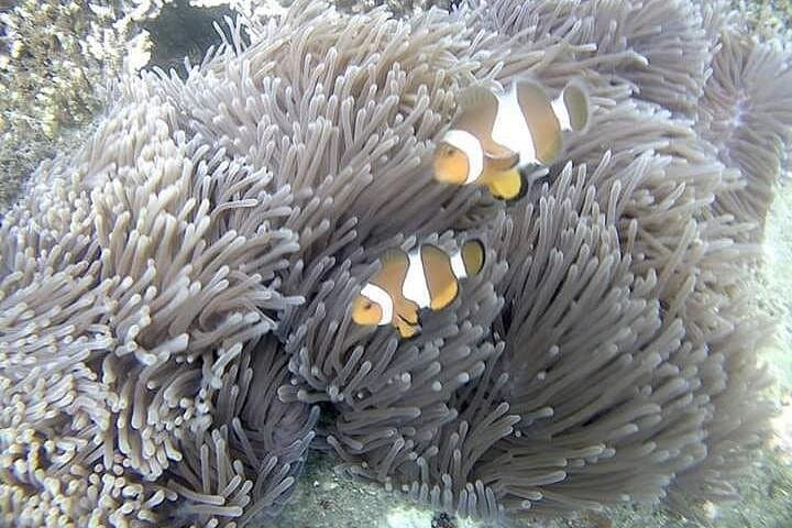 Blue Lagoon & Tanjung Jepun Snorkeling — Padang Bai Private Tour photo 4