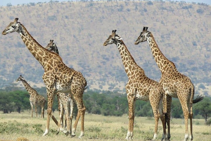 Arusha National Park Game Drive & Walking Safari — Day Tour from Arusha photo 6
