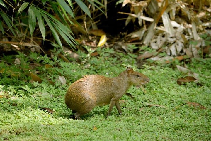 Guided Hike in Metropolitan Natural Park — Panama City's Urban Rainforest Walk photo 3