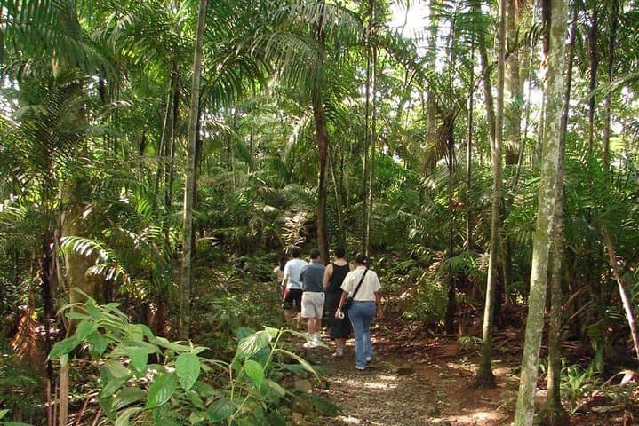 Guided Hike in Metropolitan Natural Park — Panama City's Urban Rainforest Walk photo 2