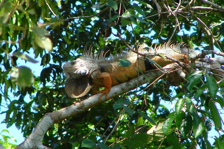 Guided Hike in Metropolitan Natural Park — Panama City's Urban Rainforest Walk photo 4
