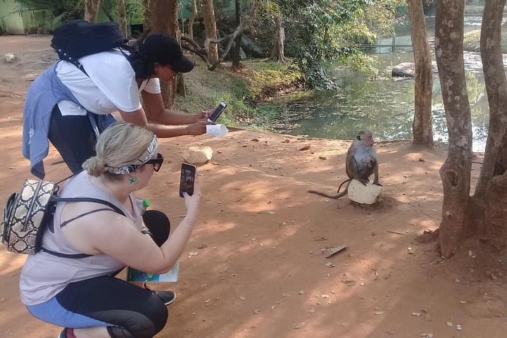 Trincomalee to Sigiriya Day Trip: Hike Sigiriya & Pidurangala and Watch the Great Elephant Gathering photo 3