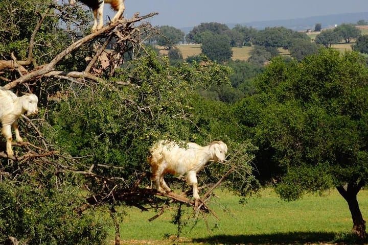 Essaouira Day Trip from Marrakech: Coastal Medinas, Argan Forests & Wine Tasting photo 2