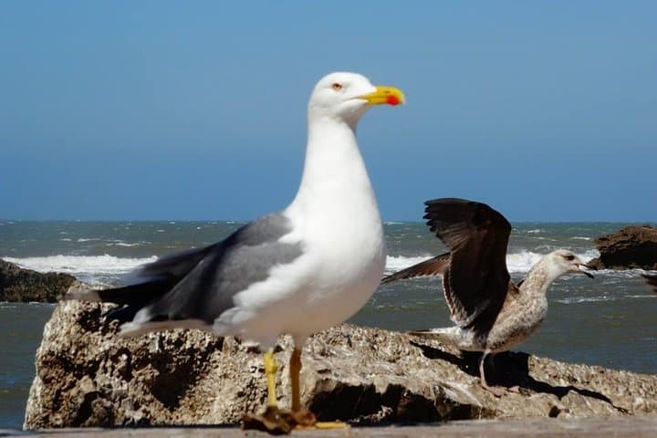 Essaouira Day Trip from Marrakech: Coastal Medinas, Argan Forests & Wine Tasting photo 3