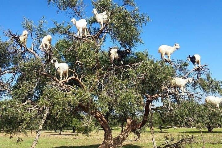 Essaouira Day Trip from Marrakech: Coastal Medinas, Argan Forests & Wine Tasting photo 4