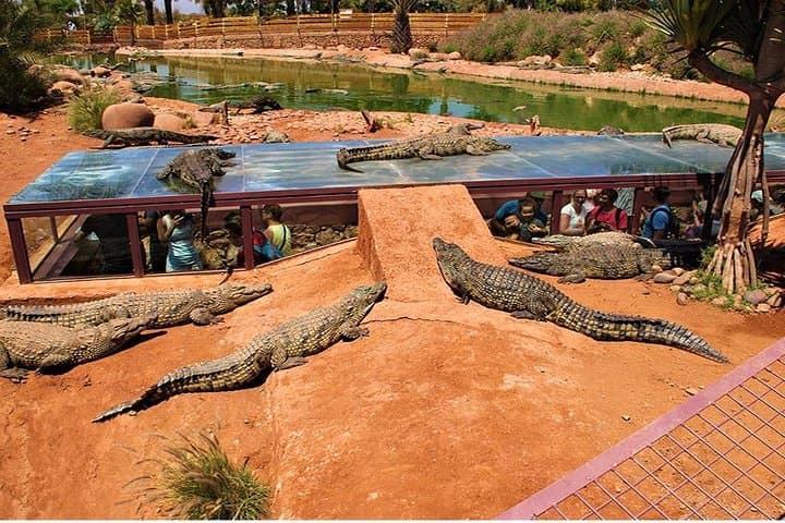 Inside Agadir's Crocoparc: Crocodiles, Botanical Gardens & Easy Transfers photo 6