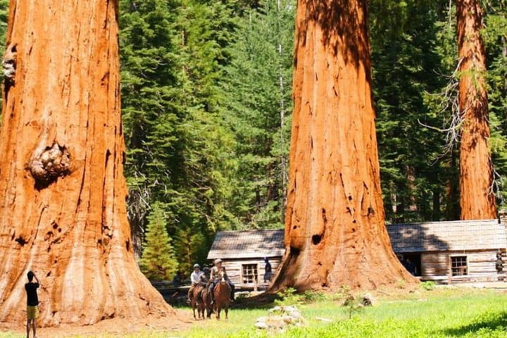 Yosemite Grand Experience: 4-Day VIP Adventure to Glacier Point, Tuolumne Meadows & Giant Sequoias photo 5