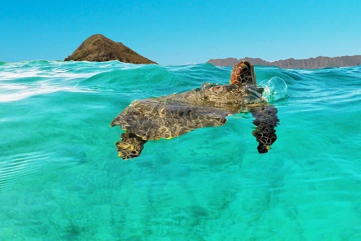 Explore Kailua Bay: Self-Guided Kayaking Adventure to Mokulua Islands photo 6