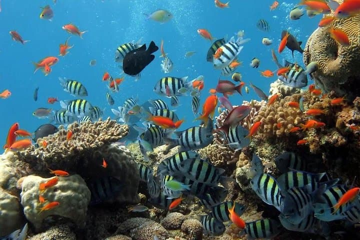 Blue Lagoon & Tanjung Jepun Snorkel Day Trip — Padangbai’s Shallow Reefs photo 4