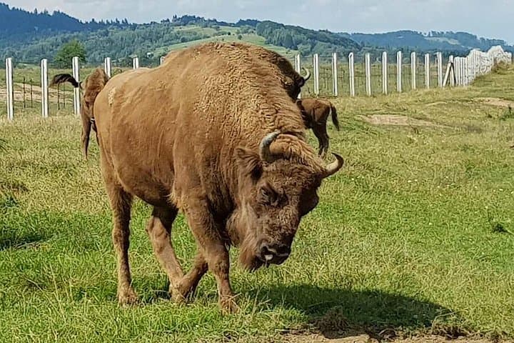 Carpathian Bison Reserve Day Trip from Brasov with Traditional Romanian Lunch photo 3
