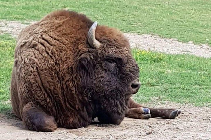 Carpathian Bison Reserve Day Trip from Brasov with Traditional Romanian Lunch