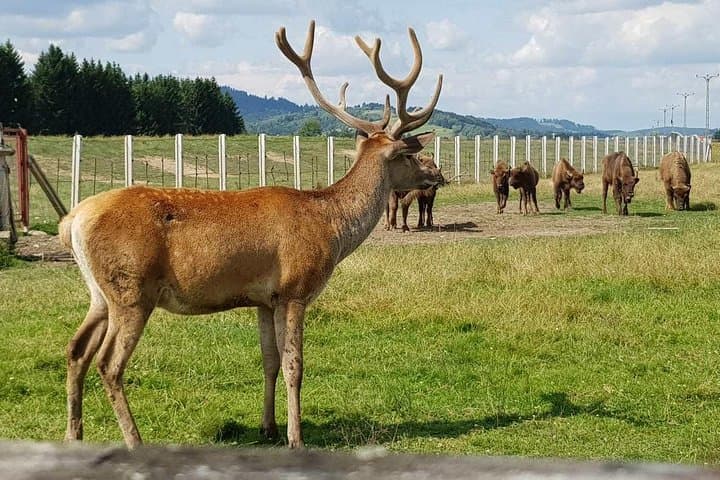 Carpathian Bison Reserve Day Trip from Brasov with Traditional Romanian Lunch photo 4