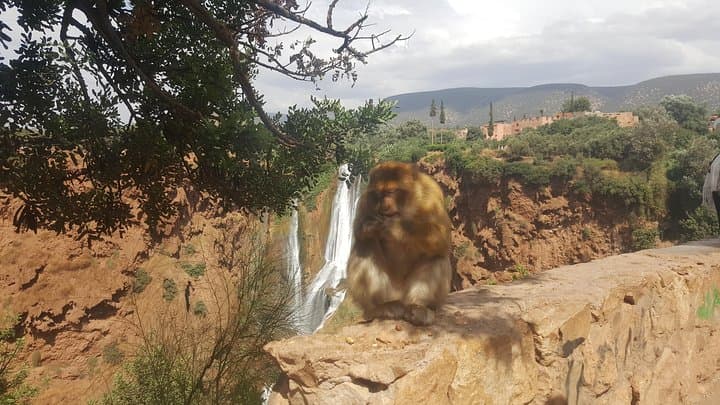 Ouzoud Waterfalls Day Trip from Marrakech — Guide to the 110m Cascades