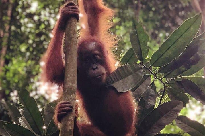 Full-Day Bukit Lawang Jungle Trek: Orangutans, Rivers & Gunung Leuser photo 2