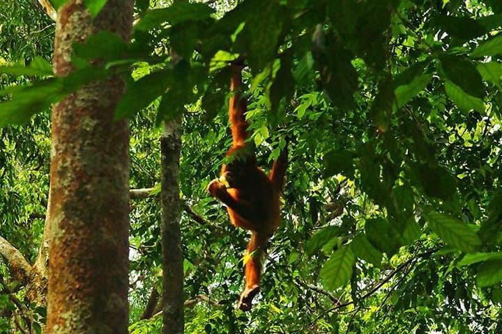 Full-Day Bukit Lawang Jungle Trek: Orangutans, Rivers & Gunung Leuser photo 4