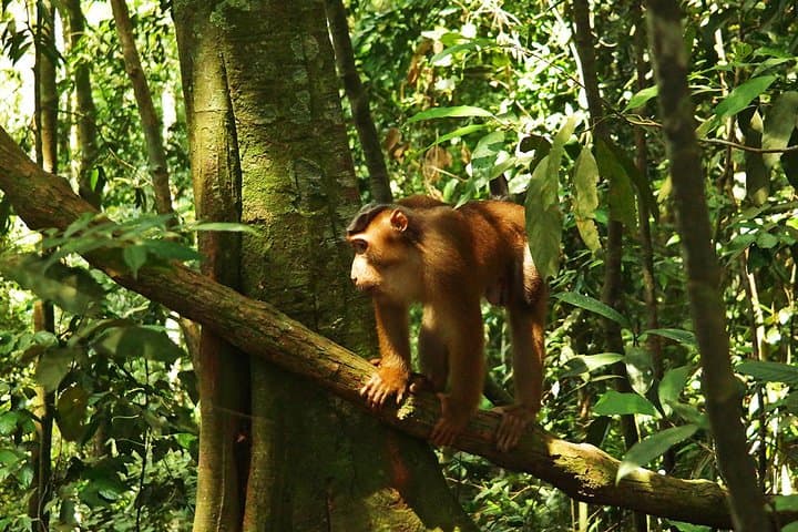Full-Day Bukit Lawang Jungle Trek: Orangutans, Rivers & Gunung Leuser photo 3