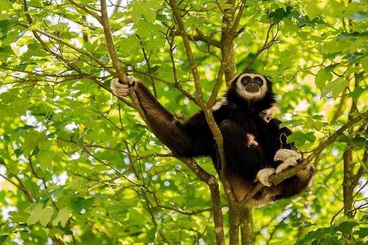 Full-Day Bukit Lawang Jungle Trek: Orangutans, Rivers & Gunung Leuser photo 6