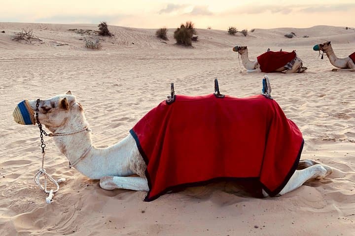 Dubai Sunrise Red-Dune Safari: Camel Trek & Bedouin Breakfast photo 4