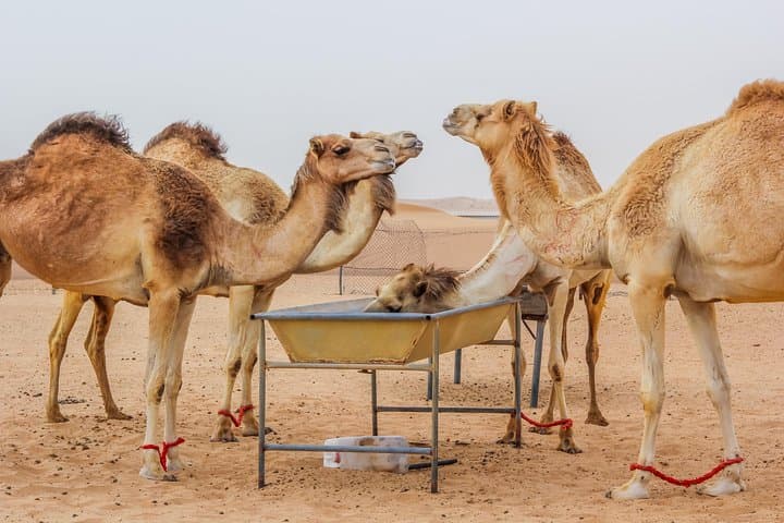 Overnight Dubai Desert Safari: Dune Bashing, BBQ Dinner & Camp Experience photo 4