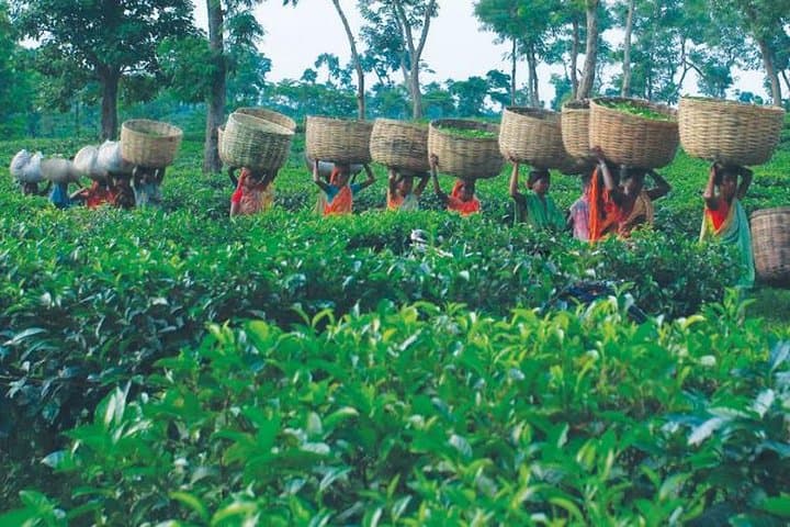 5-Day Bangladesh Tour: Dhaka’s History, Sonargaon & Srimangal Tea Trails photo 4