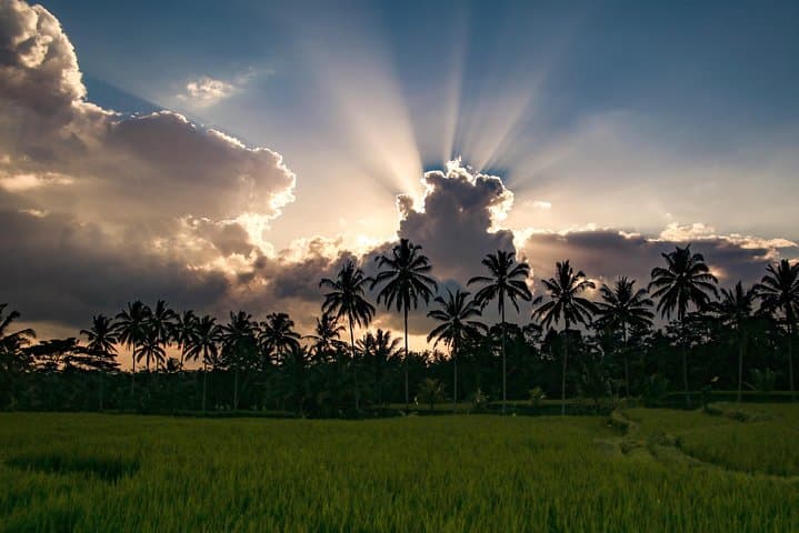 Ubud Countryside Trek: Rice Terraces, Waterfall & Holy Water Temple photo 6