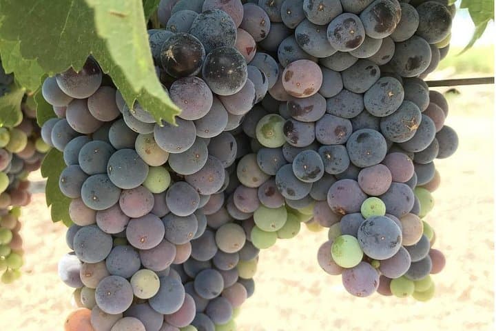 Luxury Napa Valley Private Wine Tour and Transportation photo 3