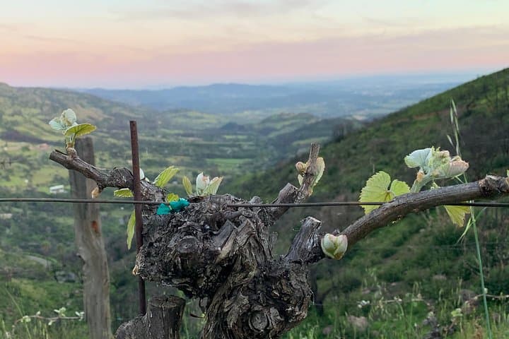 Private Napa Valley SUV Wine Tour for Up to 6 Guests photo 4