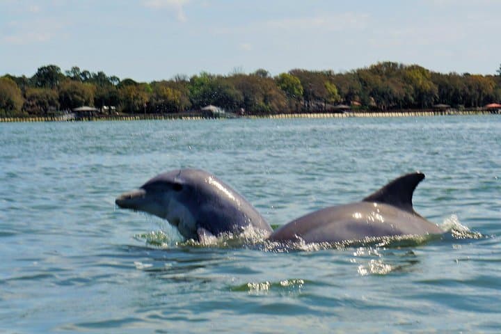 Hilton Head 2-Hour Private Dolphin Watching Cruise — Private Dolphin Tours & Wildlife Viewing photo 5
