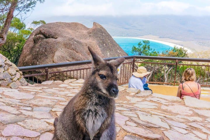Wineglass Bay & Freycinet National Park Day Tour from Hobart — Wineglass Bay Lookout & Coastal Highlights photo 1