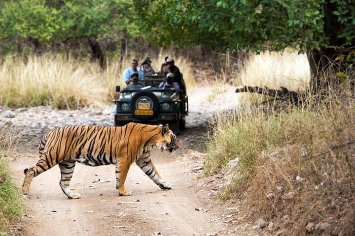8-Day Golden Triangle India Tour: Delhi, Agra, Ranthambore & Udaipur Safari and Palaces