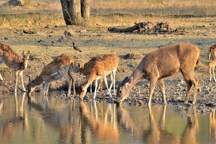 Ranthambore Tiger Safari from Jaipur: 4-Hour Jeep & Canter Wildlife Experience photo 1
