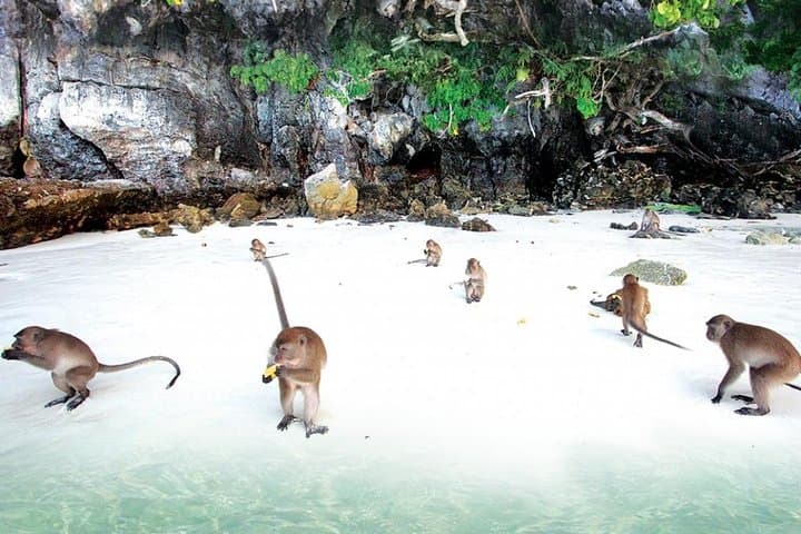 Private VIP Speedboat Tour to Phi Phi & Bamboo Islands from Phuket photo 5