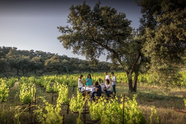Full-Day Ronda Wine Tour: Finca La Melonera & Ronda Highlights
