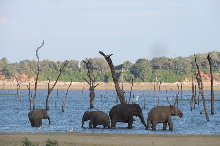 Kaudulla National Park Private Safari: Elephant Encounters & 4x4 Jeep Tour photo 2
