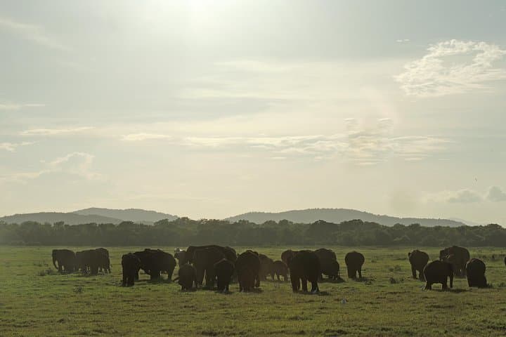 Kaudulla National Park Private Safari: Elephant Encounters & 4x4 Jeep Tour photo 3