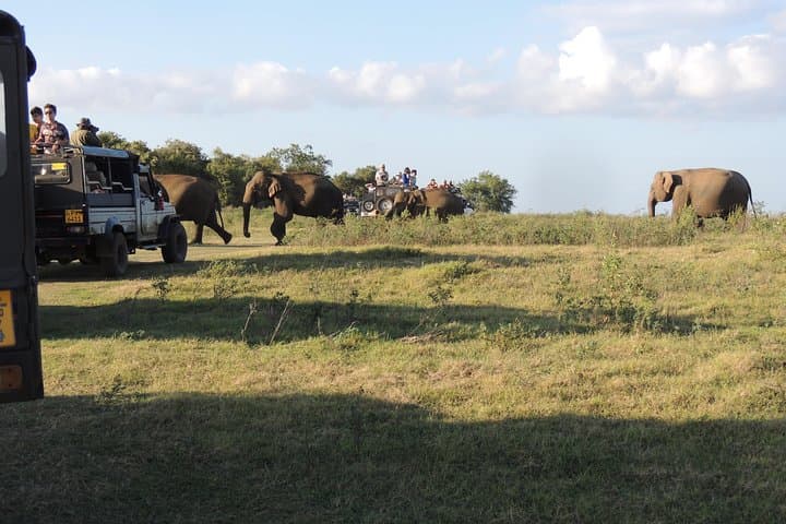 Kaudulla National Park Private Safari: Elephant Encounters & 4x4 Jeep Tour photo 4