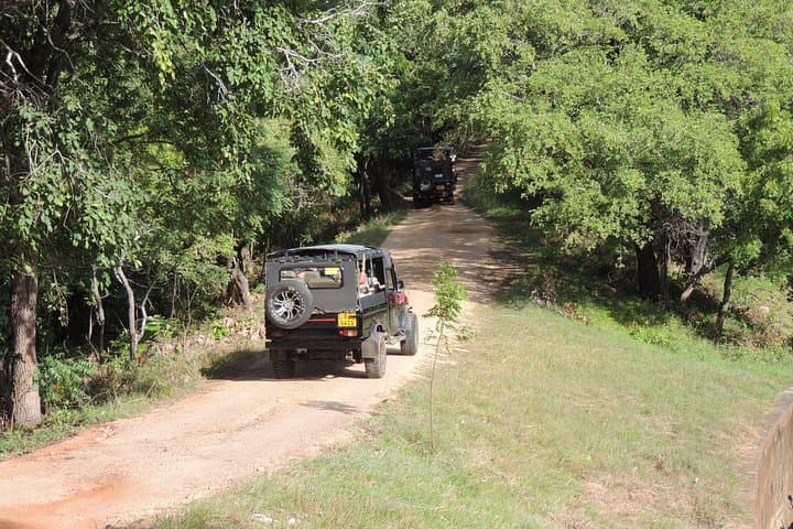 Kaudulla National Park Private Safari: Elephant Encounters & 4x4 Jeep Tour photo 6