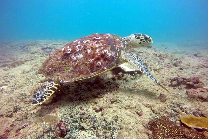 Snorkel Rock Island Unawatuna: Boat Trip to Coral Reefs Near Galle photo 6