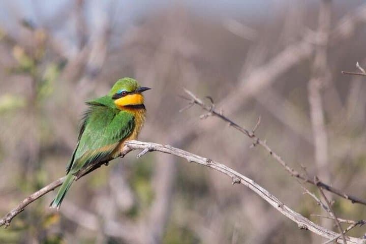 Manyoni Birding Safari: Birding the Mkuze Area’s Diverse Species