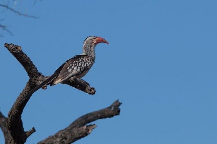 Manyoni Birding Safari: Birding the Mkuze Area’s Diverse Species photo 3